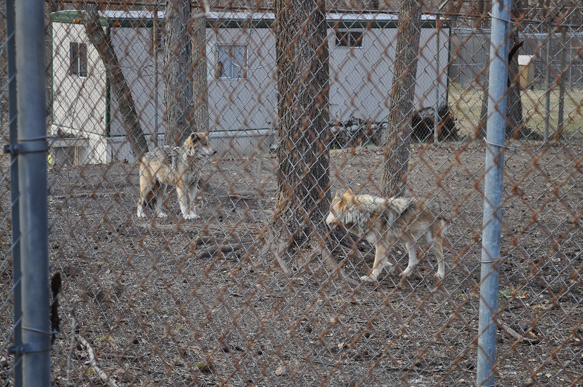 Endangered Wolf Center