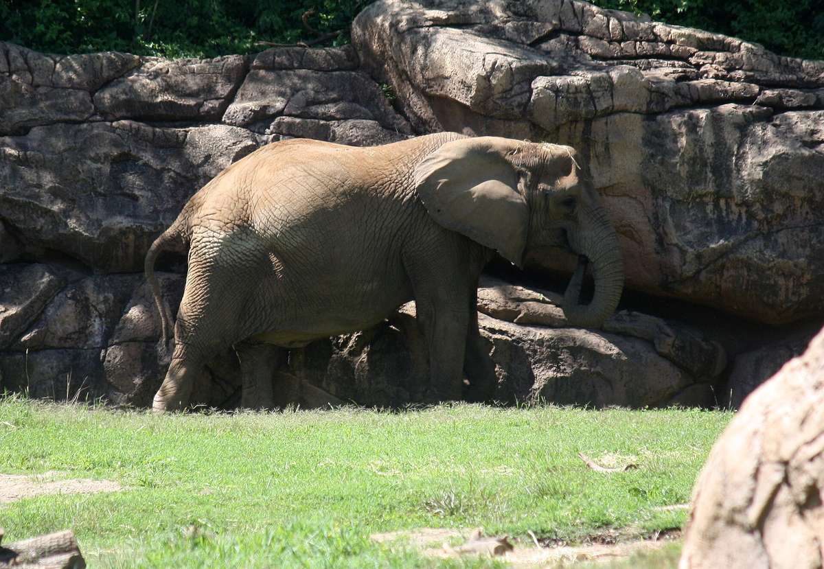 Glow Wild 2026 at Nashville Zoo