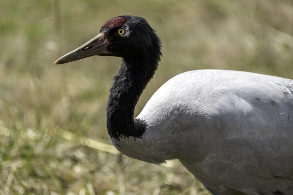 International Crane Foundation