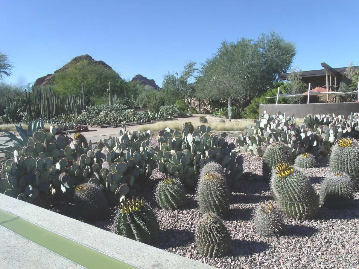 Las Noches de las Luminarias: A Holiday Escape at Desert Botanical Garden