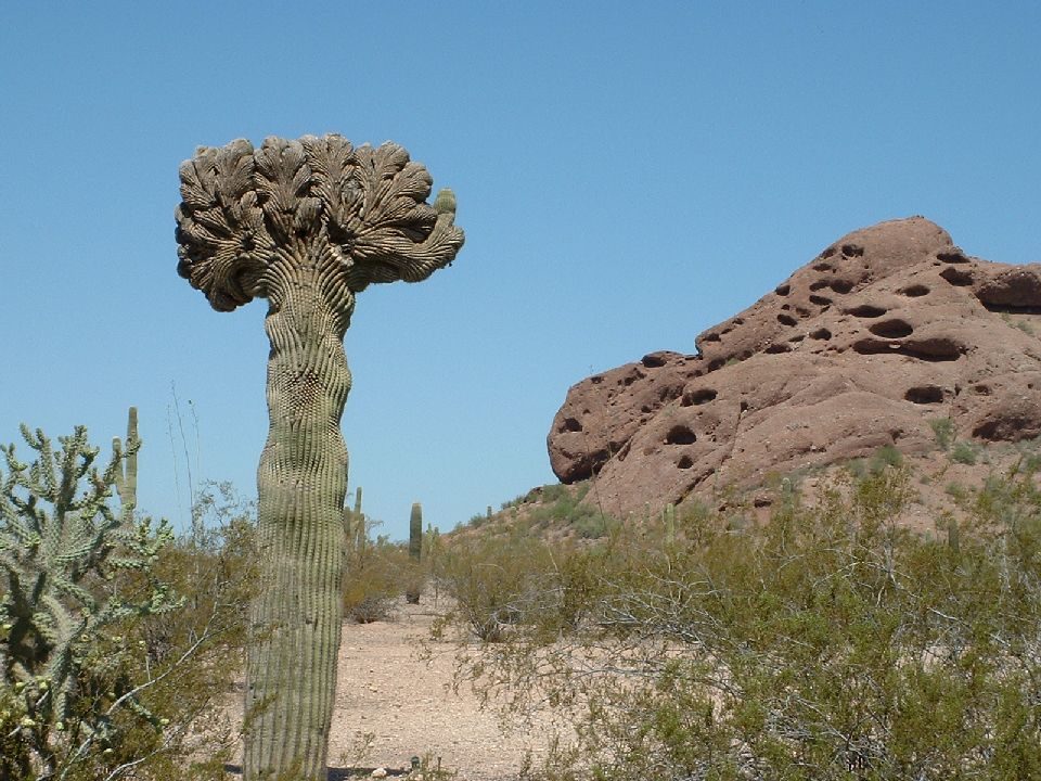 Las Noches de las Luminarias: A Holiday Escape at Desert Botanical Garden