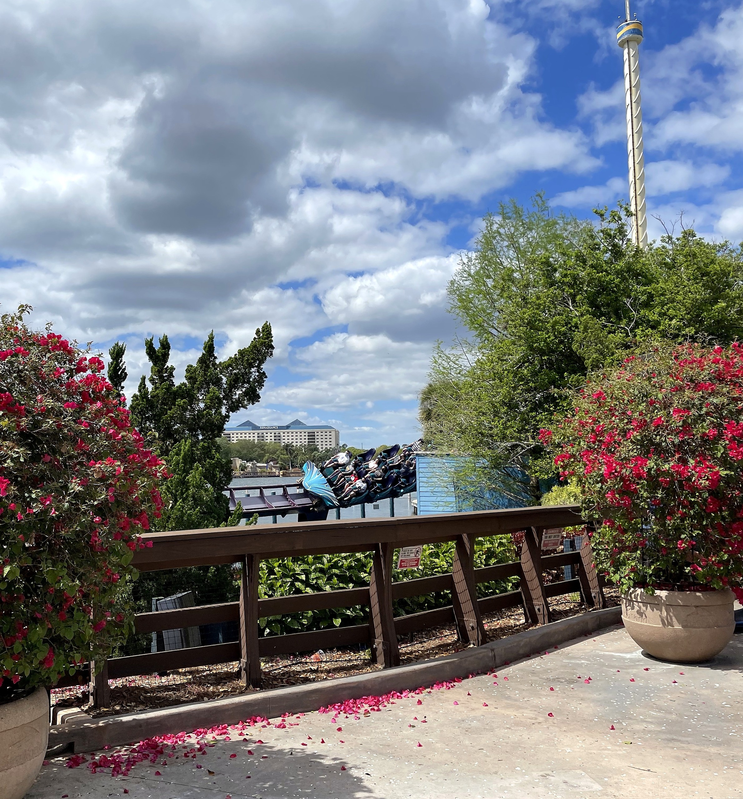 Bougainvillea by the lakeside railing with a Mako train on the far track at SeaWorld Orlando, March 2021
