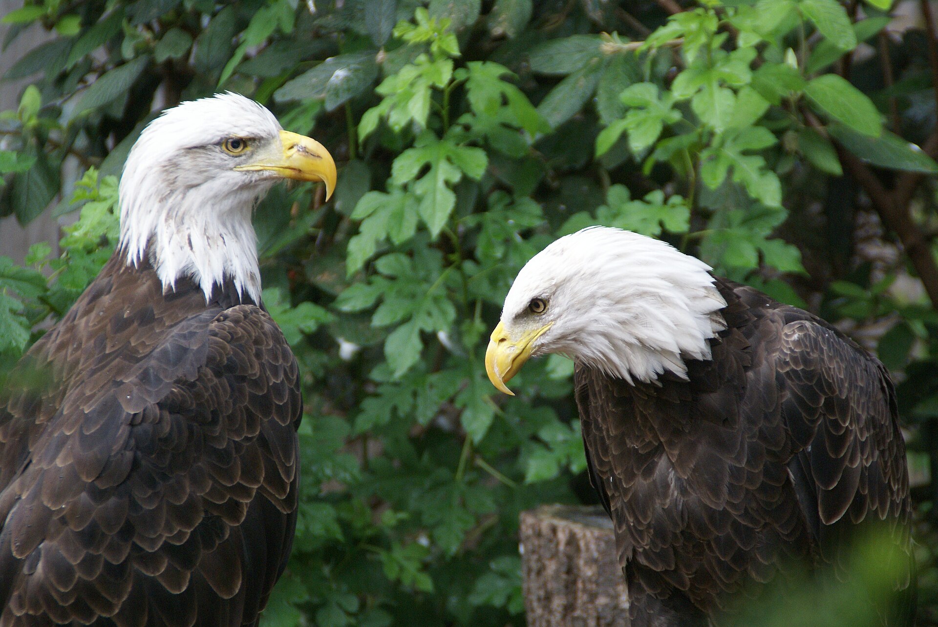 National Aviary