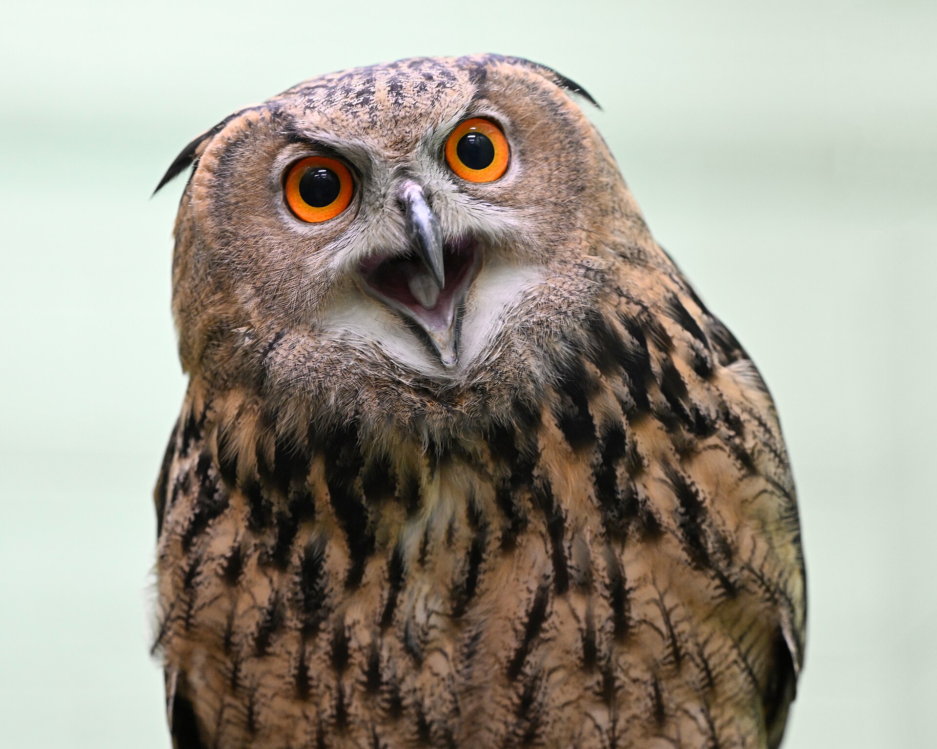 National Aviary
