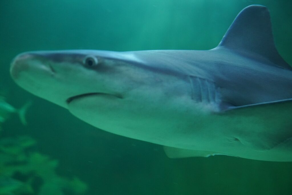 North Carolina Aquarium at Pine Knoll Shores