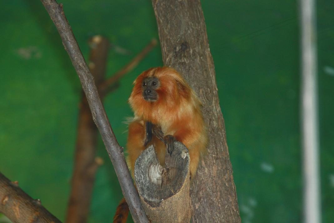 Potawatomi Zoo