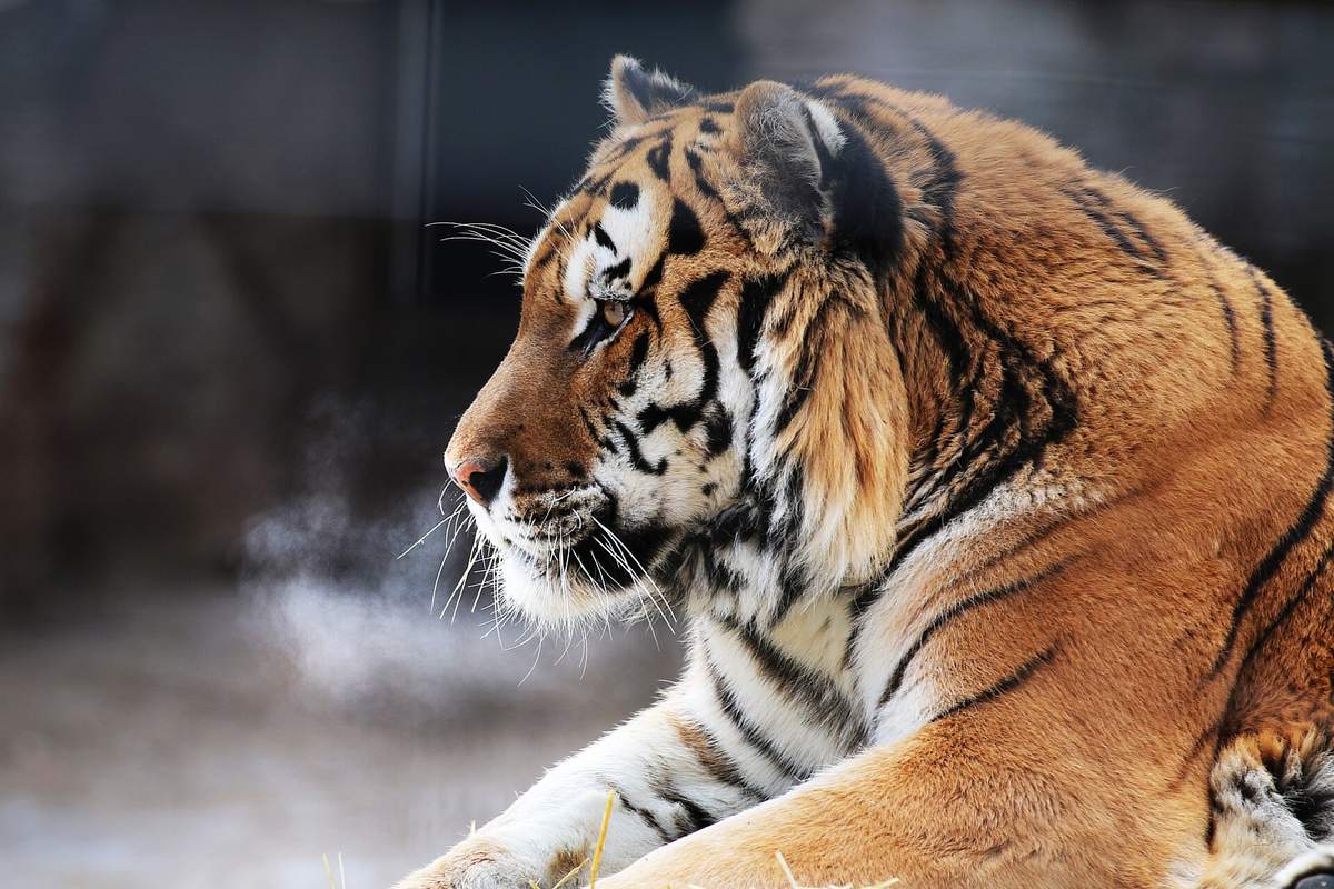 Potter Park Zoo