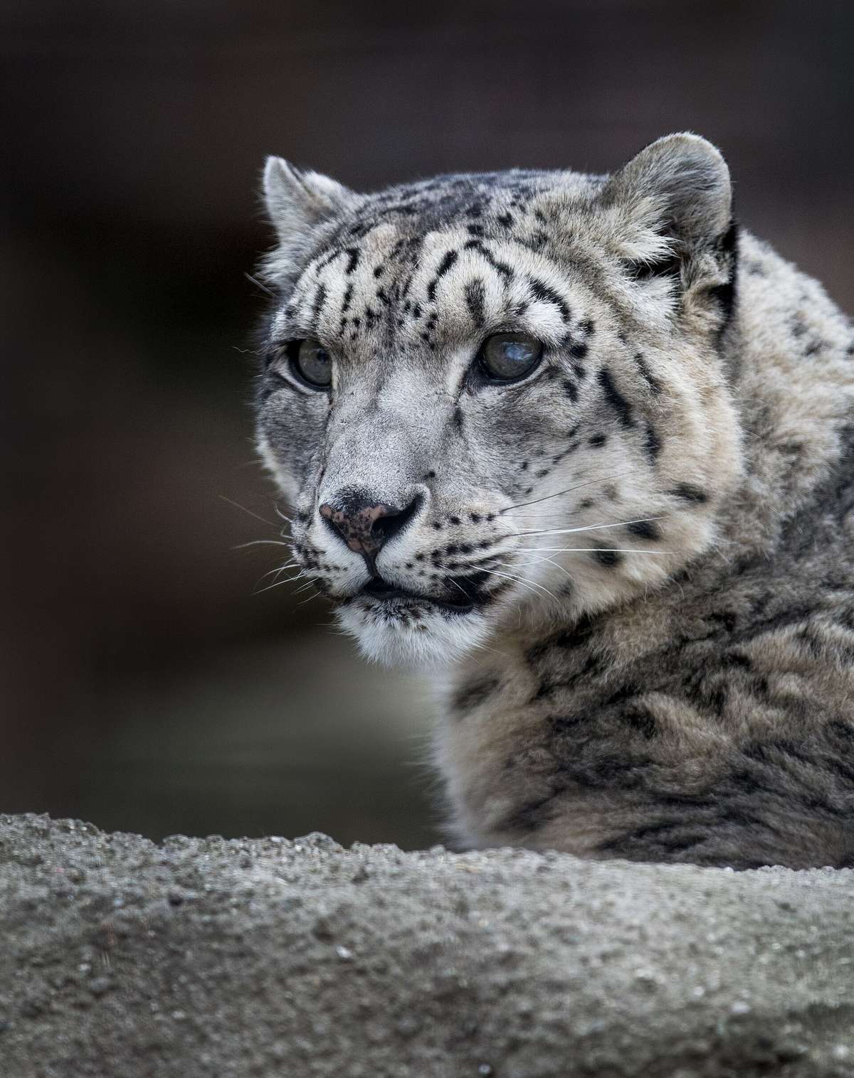 Potter Park Zoo