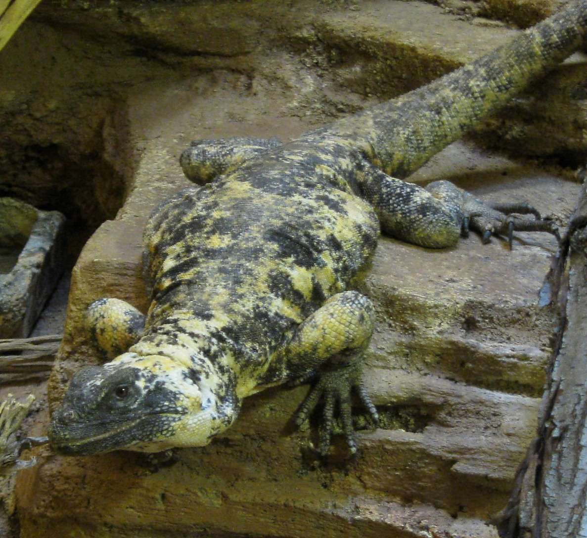Pueblo Zoo