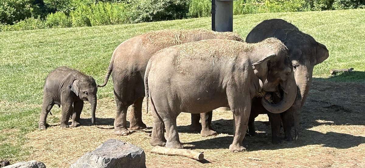 Rosamond Gifford Zoo