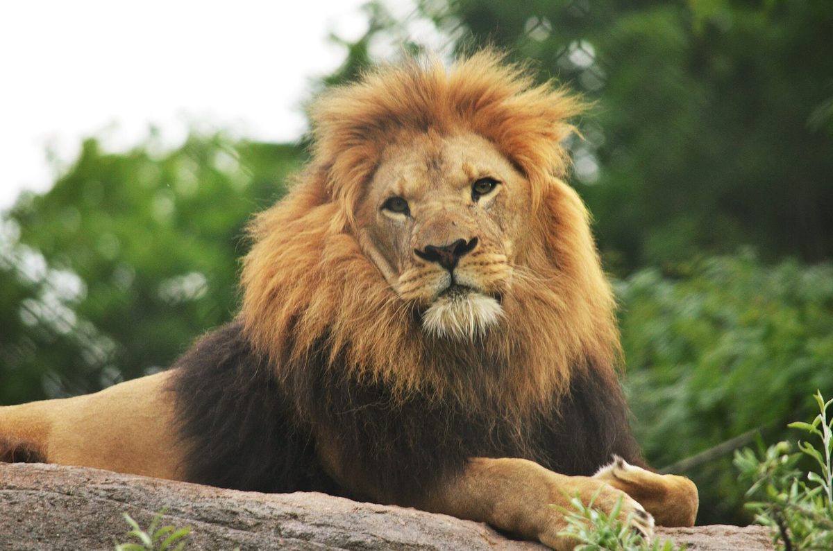 Seneca Park Zoo