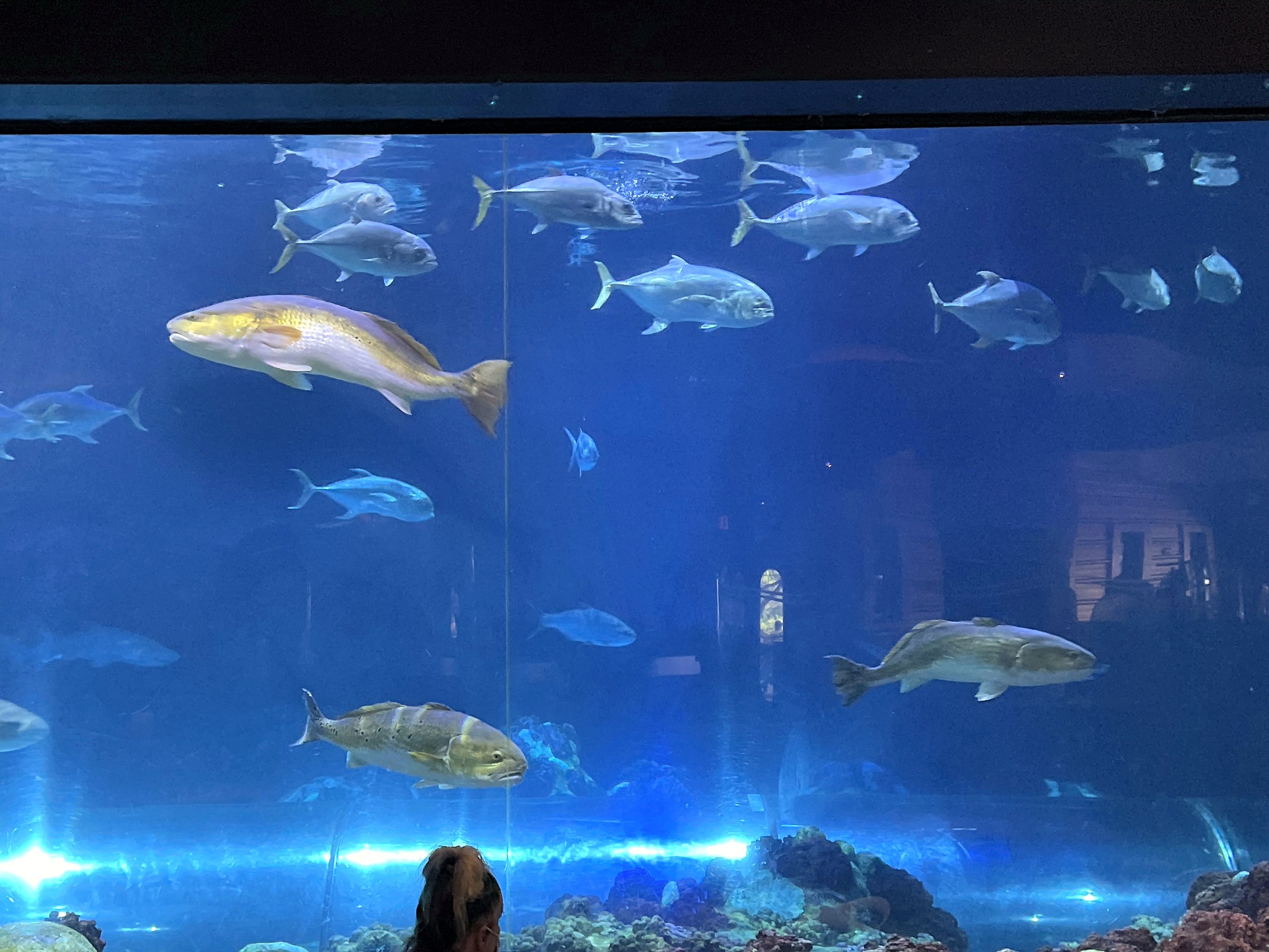 Fish in the tank at Sharks Underwater Grill above the dining room at SeaWorld Orlando, March 2021