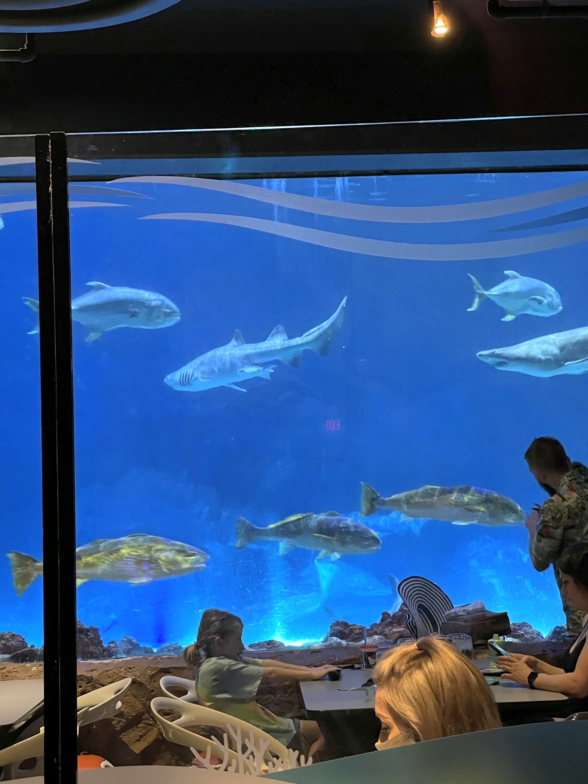 A shark and fish passing the tank window beside diners at Sharks Underwater Grill at SeaWorld Orlando, March 2021
