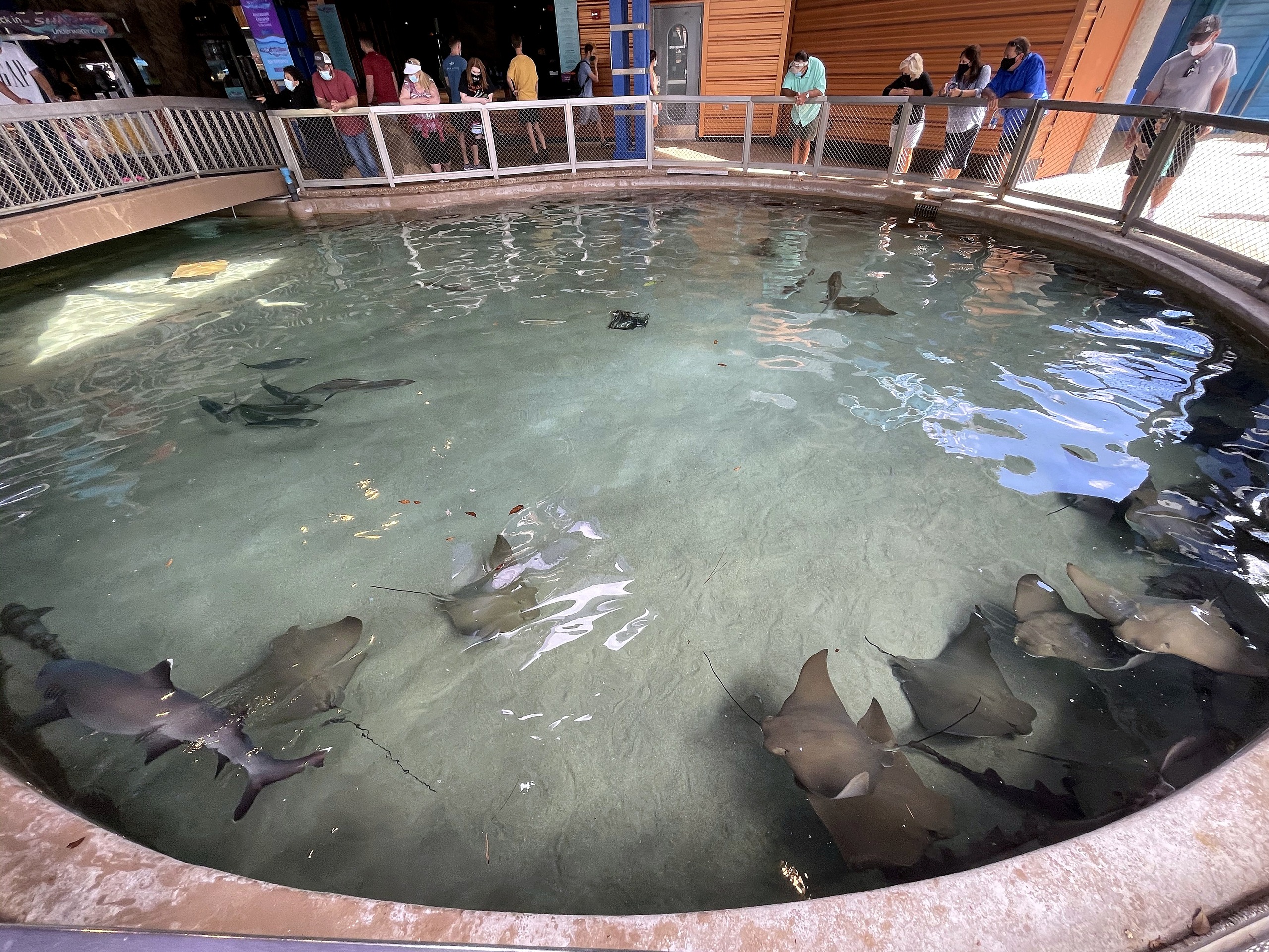 Stingray Lagoon from the rail with rays circling the pool at SeaWorld Orlando, March 2021