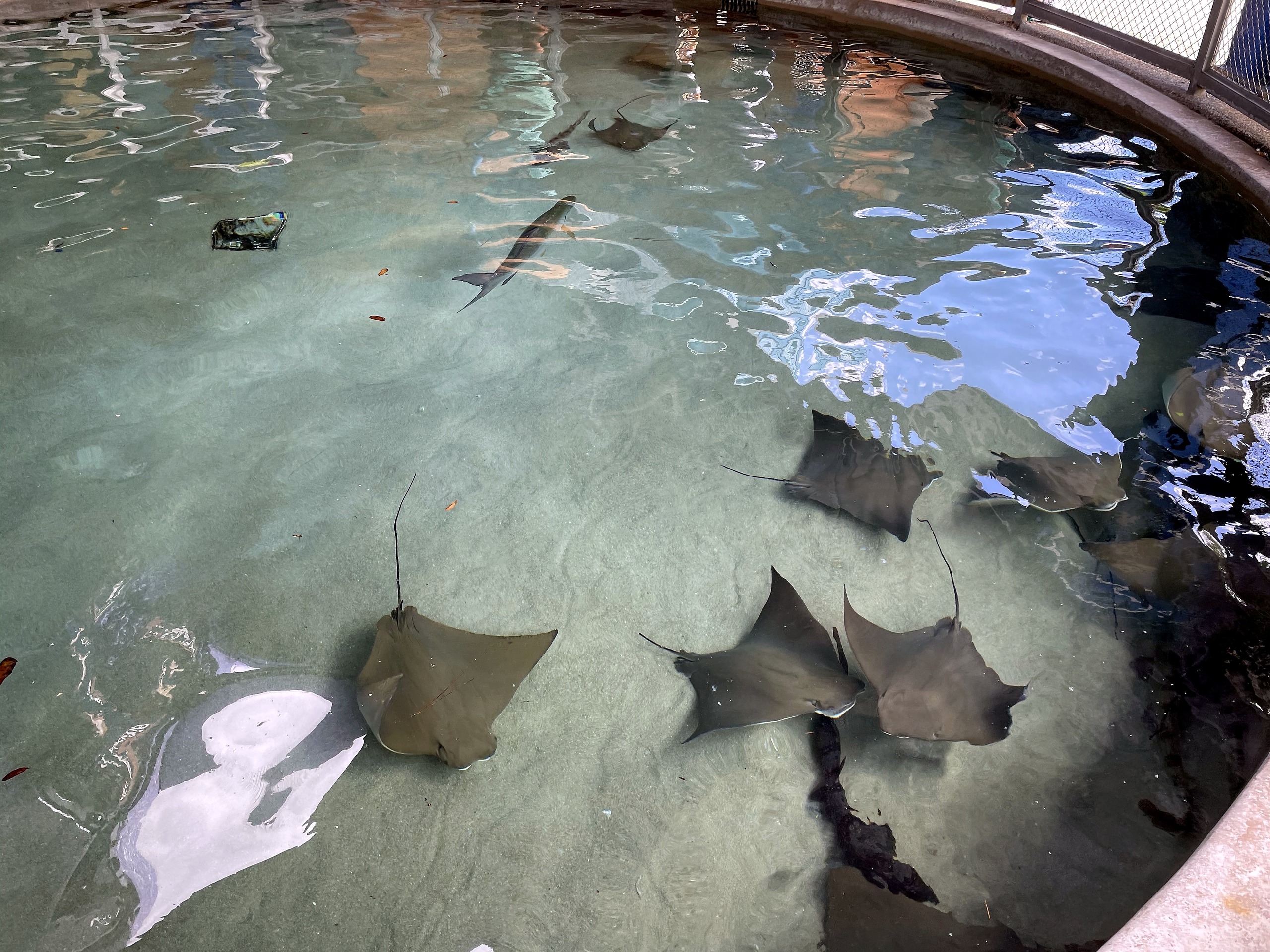 Rays gliding over the sandy bottom of Stingray Lagoon at SeaWorld Orlando, March 2021