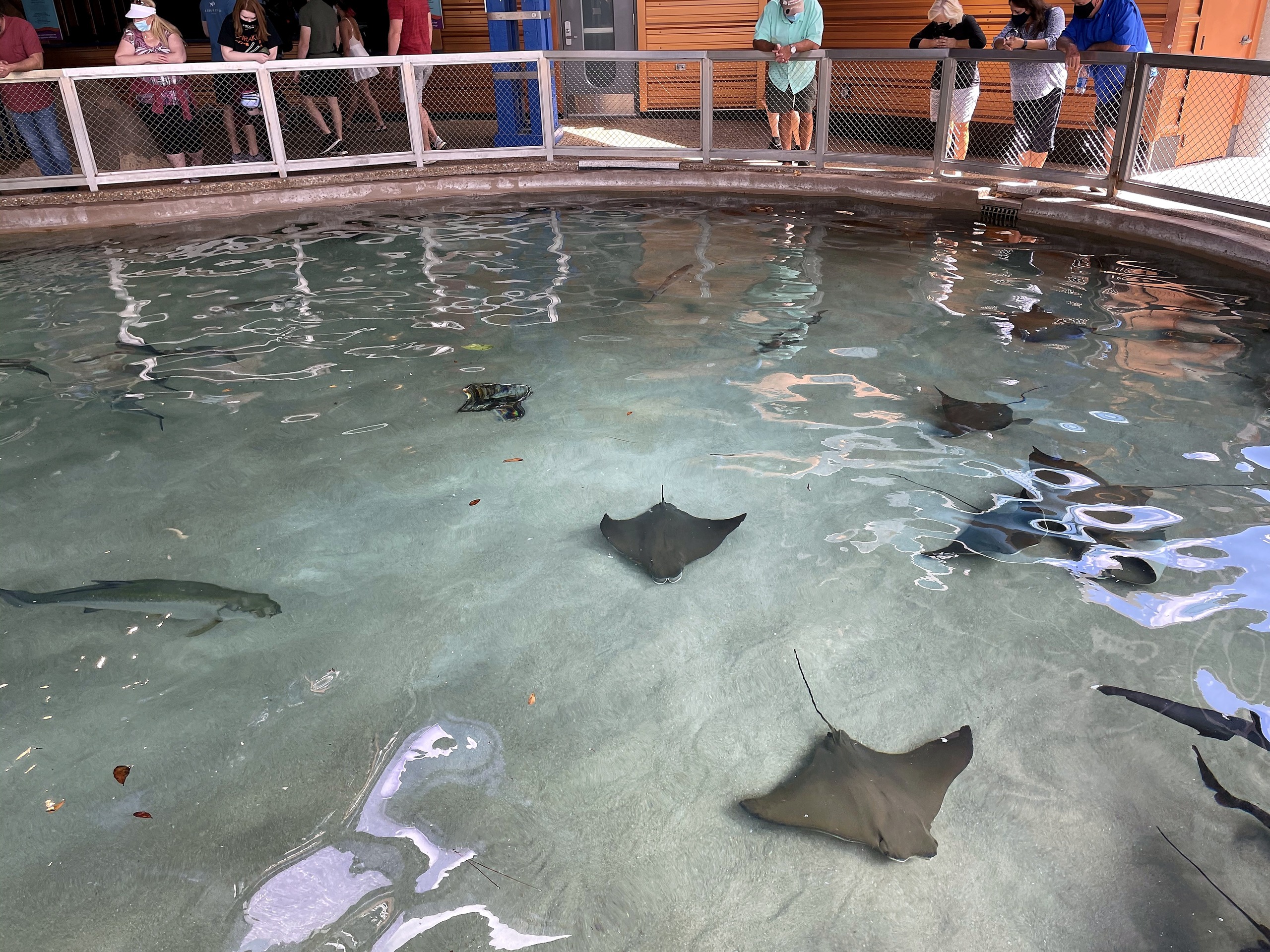 Cownose rays and stingrays gliding through the shallow Stingray Lagoon touch pool at SeaWorld Orlando, March 2021
