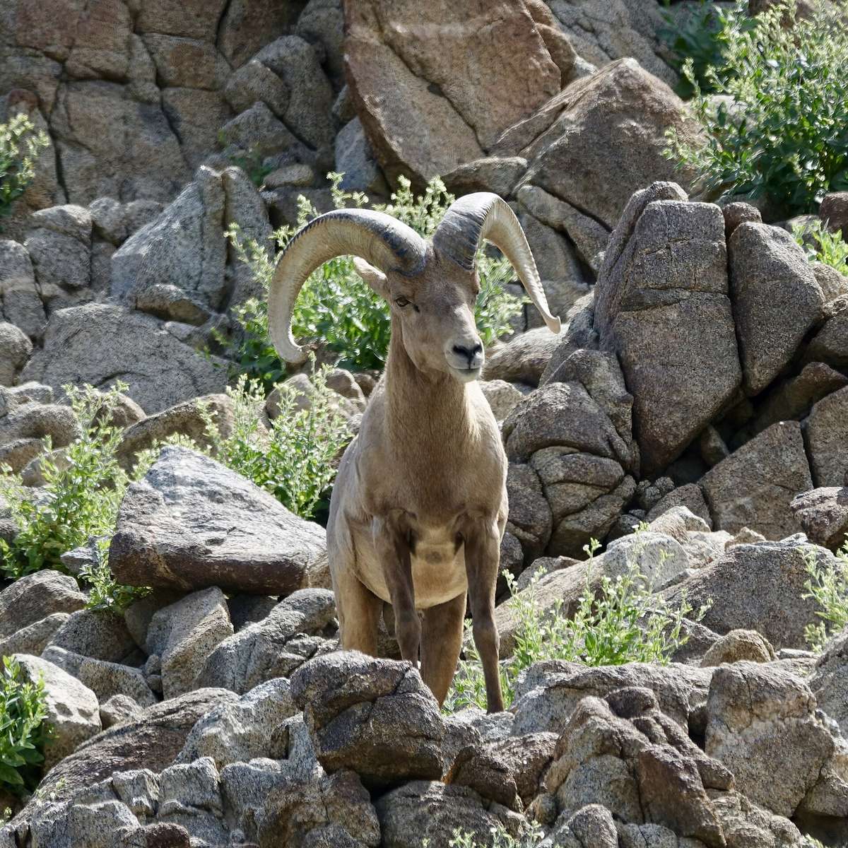 The Living Desert Zoo and Gardens