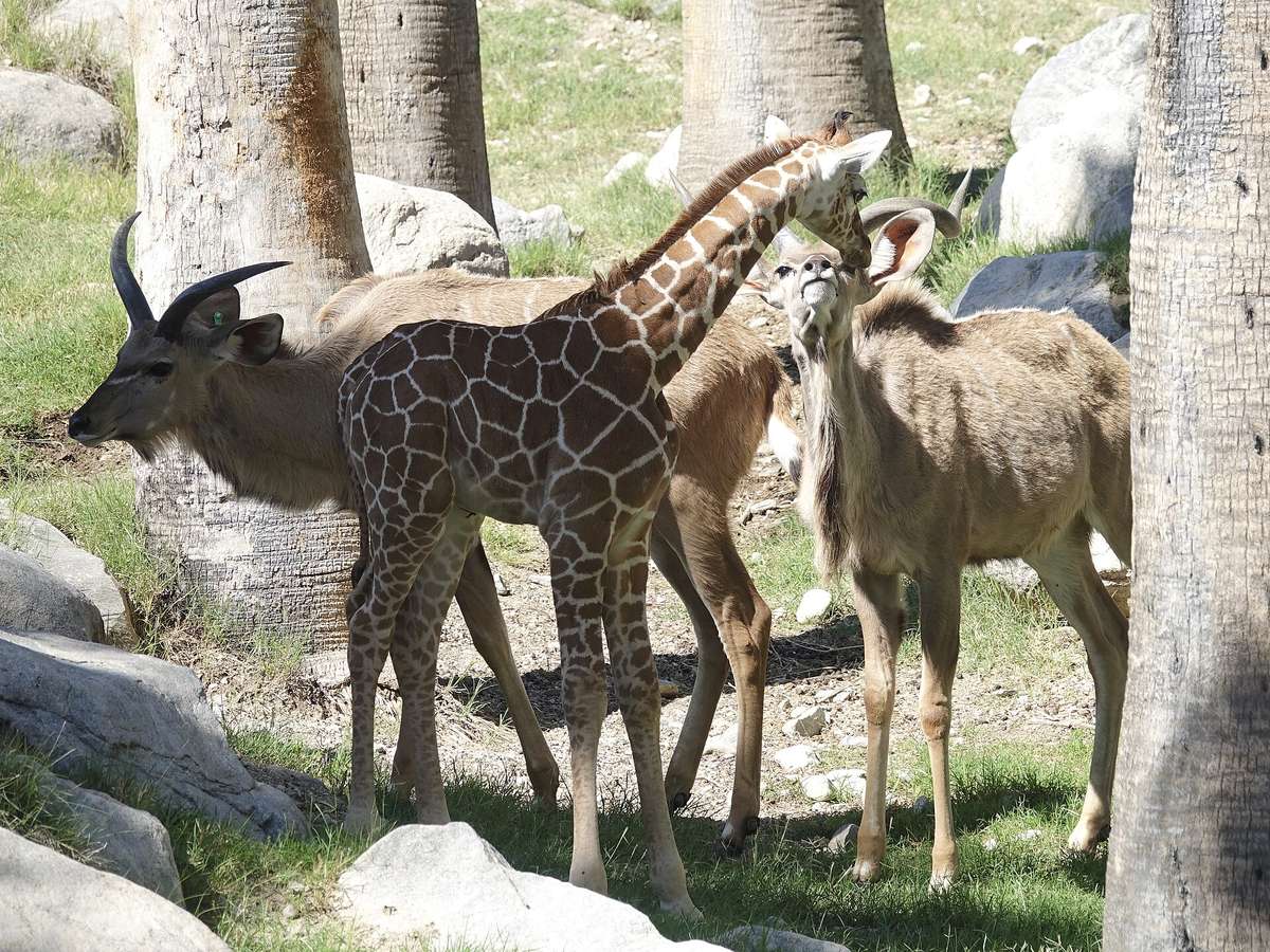 The Living Desert Zoo and Gardens