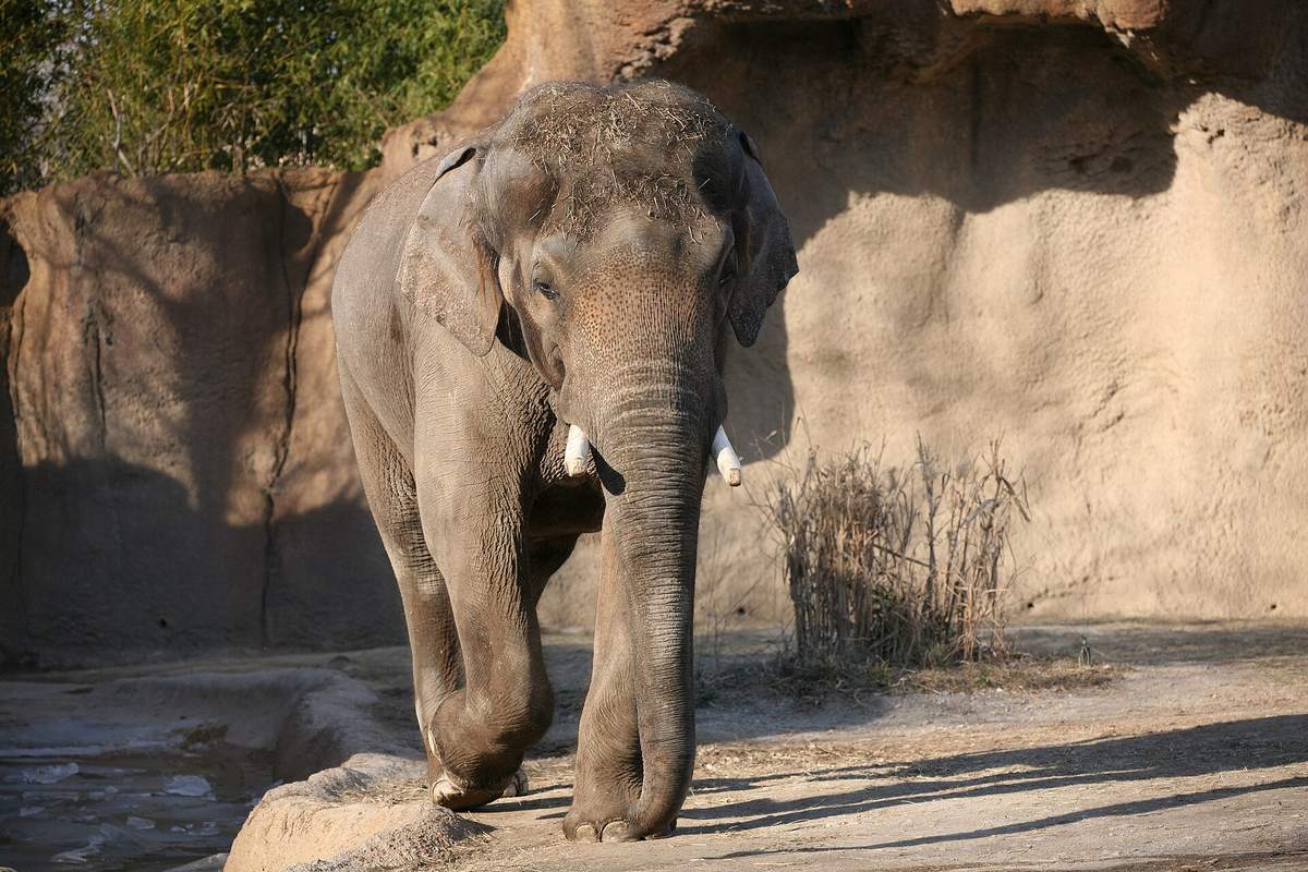 Wild Lights presented by Commerce Bank at Saint Louis Zoo