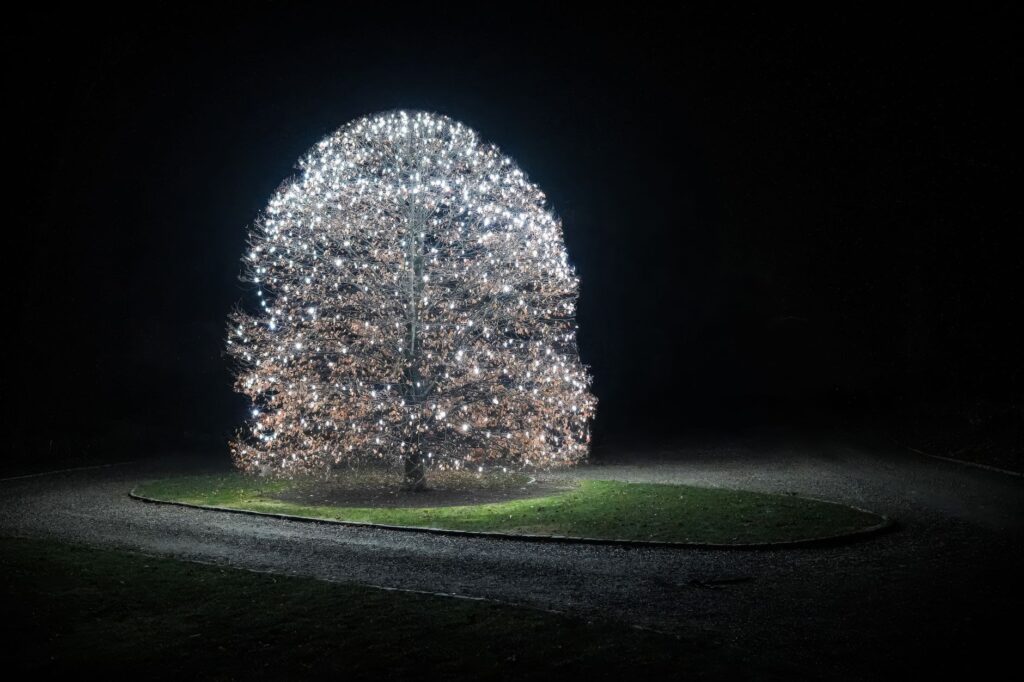 Wild Lights at Riverbanks Zoo