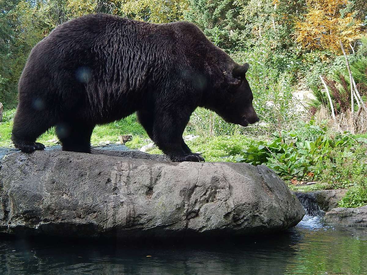 WildLanterns 2026 at Woodland Park Zoo